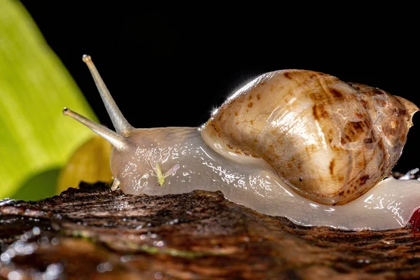 หอยทากย แอฟร นของสายพ Lissachatina Fulica — ภาพถ่ายสต็อก