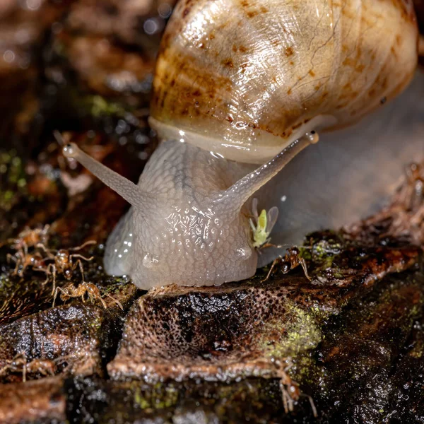 Caracol Gigante Africano Espécie Lissachatina Fulica — Fotografia de Stock