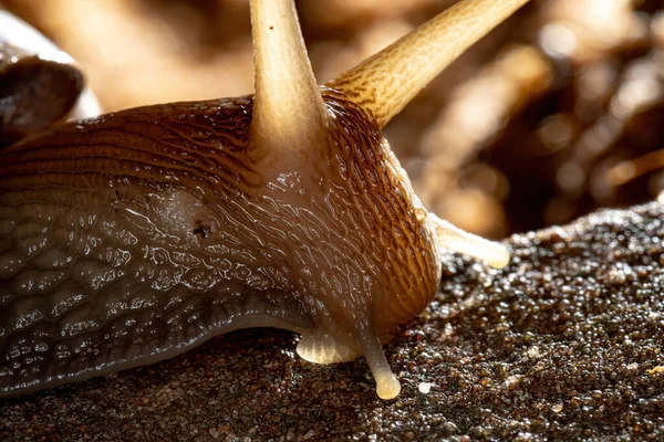 African Giant Snail Species Lissachatina Fulica — Stock Photo, Image