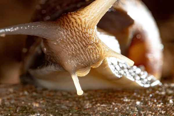 African Giant Snail Species Lissachatina Fulica — Stock Photo, Image