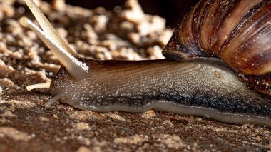 Lissachatina fulica türünün Afrika Dev Salyangozu