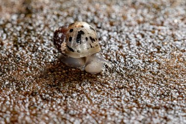 Lissachatina fulica türünün Afrika Dev Salyangozu