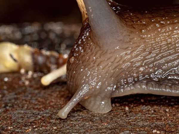 Keong Raksasa Afrika Dari Spesies Lissachatina Fulica — Stok Foto