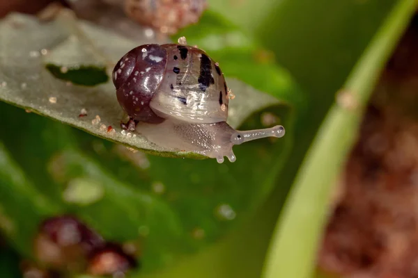 Caracol Gigante Africano Espécie Lissachatina Fulica — Fotografia de Stock