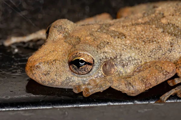 Fussknöcheliger Schnauzenlaubfrosch Der Art Scinax Fuscovarius — Stockfoto