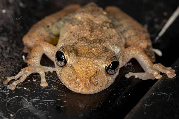 Fussknöcheliger Schnauzenlaubfrosch Der Art Scinax Fuscovarius — Stockfoto