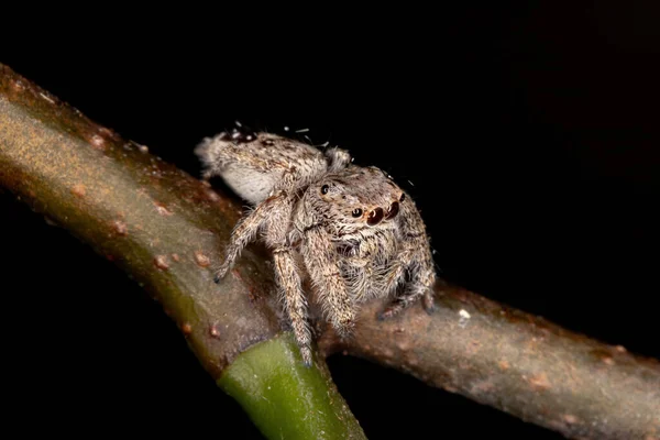 Hoppende Edderkopp Slekten Metaphidippos – stockfoto