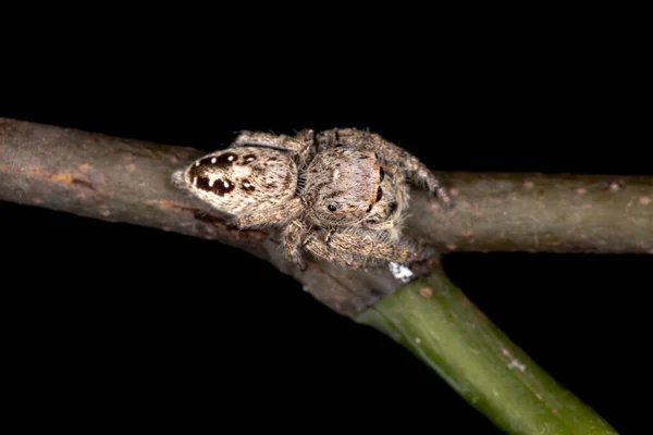 Metaphidippus Nemhez Tartozó Ugró Pók — Stock Fotó