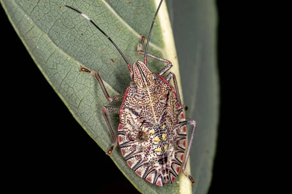 Cheira Ninfa Bug Género Chlorocoris — Fotografia de Stock