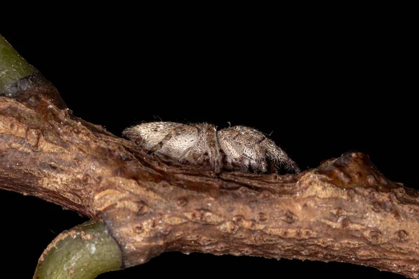 Araña Saltarina Del Género Metaphidippus — Foto de Stock