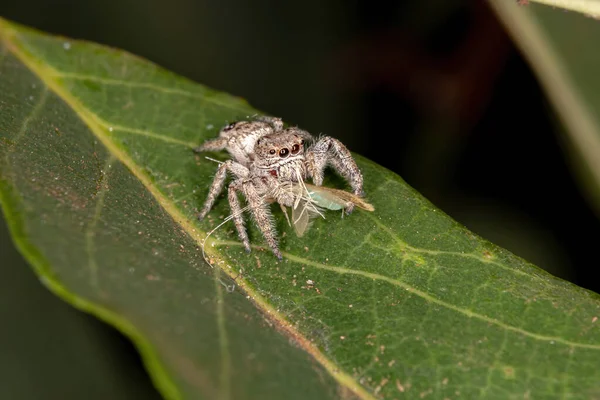 Aranha Saltadora Género Metaphidippus — Fotografia de Stock