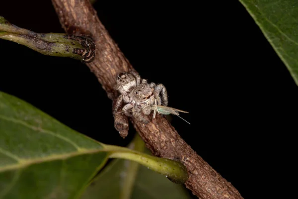 Skákající Pavouk Rodu Metaphidippus — Stock fotografie