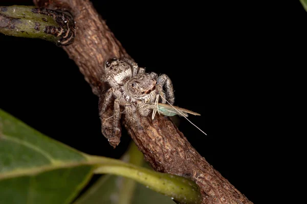 Aranha Saltadora Género Metaphidippus — Fotografia de Stock