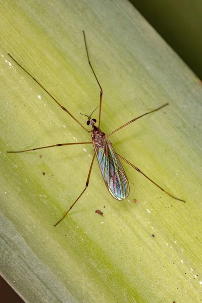 Limoniid Crane Fly Της Οικογένειας Limoniidae — Φωτογραφία Αρχείου