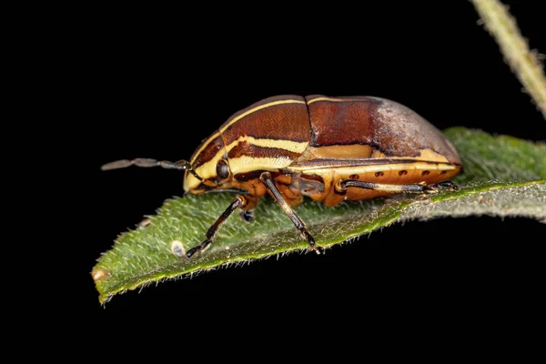 Jewel Bug Gatunku Agonosoma Flavolineatum — Zdjęcie stockowe