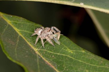 Jumping spider of the Genus Metaphidippus clipart