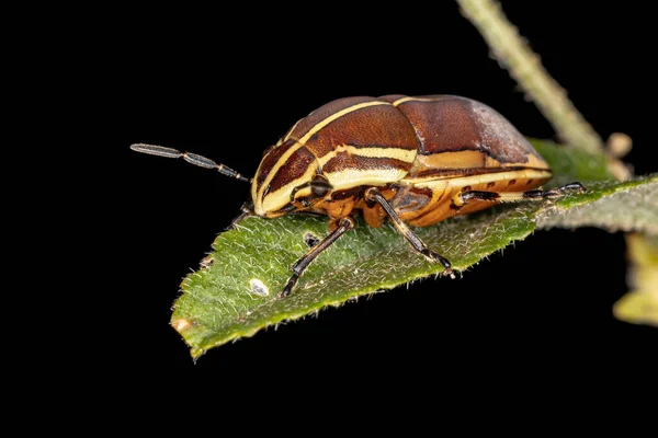 Jewel Bug Gatunku Agonosoma Flavolineatum — Zdjęcie stockowe