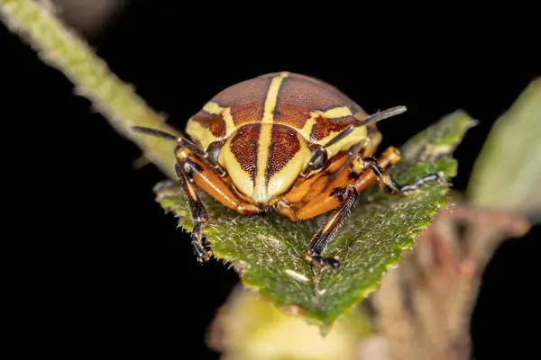 Juweel Bug Van Soort Agonosoma Flavolineatum — Stockfoto