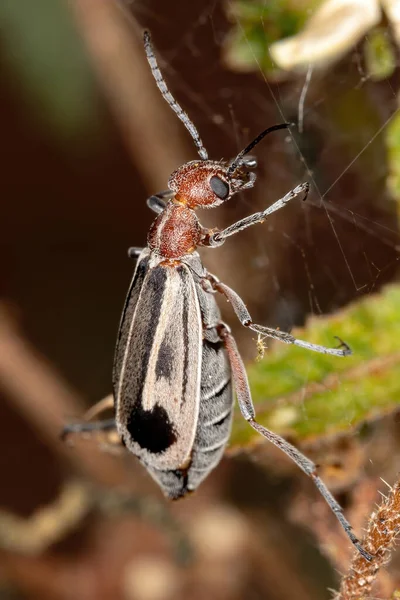 Genus Epicauta Blister Beetle 불타고 — 스톡 사진