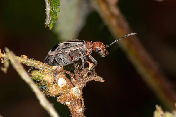 Burning Blister Beetle Genus Epicauta — Stock Photo, Image