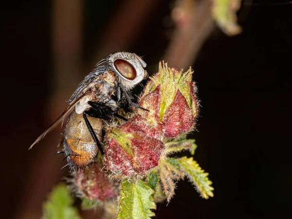 Муха Семейства Tachinidae — стоковое фото