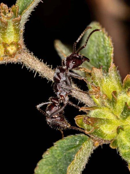 Ektatomma Brunneum Türünün Küçük Brezilya Karıncası — Stok fotoğraf