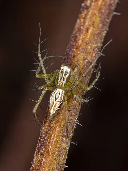 Lynxový Pavouk Rodu Oxyopes — Stock fotografie