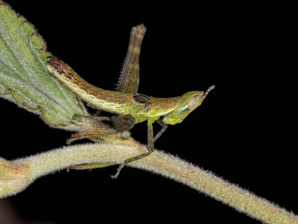 Mono Saltamontes Del Género Temnomastax — Foto de Stock