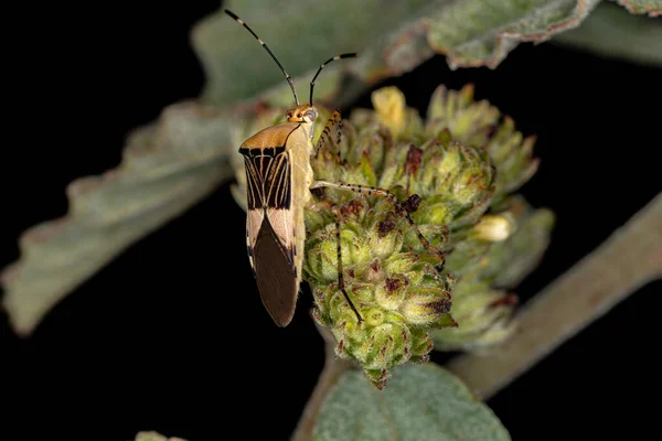 Leaf Footed Bug Species Hypselonotus Fulvus — Stock fotografie