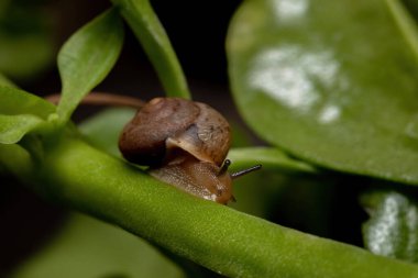 Bradybaena benzeri Asyalı Serseri Salyangoz