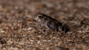 Rhinella diptycha türünün genç Cururu Kurbağası.
