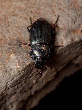 Alt familya Harpalinae 'nin Brezilya Böceği