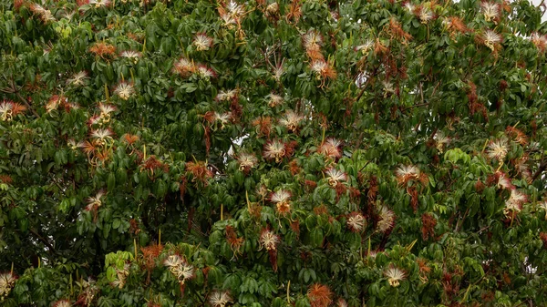 Árvore Provisão Brasileira Espécie Pachira Aquatica — Fotografia de Stock