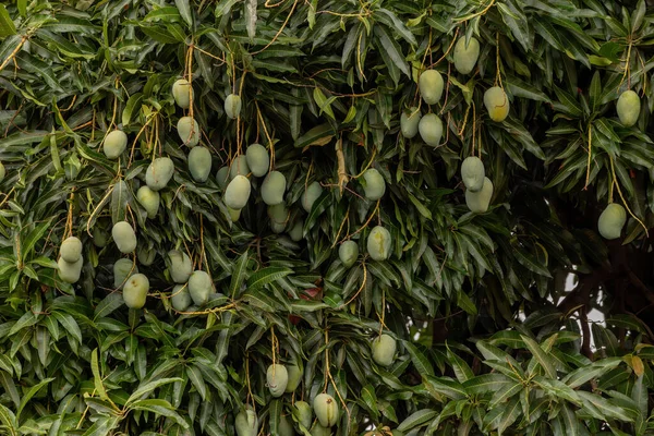 Mangifera Indica Meyveli Mango Ağacı — Stok fotoğraf
