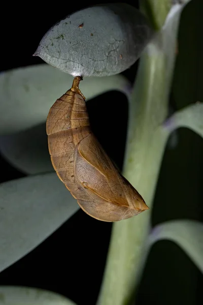 Lepidoptera Tarikatı Nın Brezilya Kelebeği Kozası — Stok fotoğraf