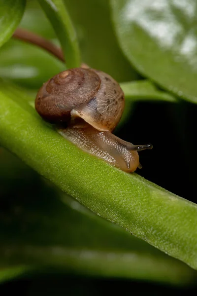 Asiatische Landstreicher Schnecke Der Art Bradybaena Similaris — Stockfoto