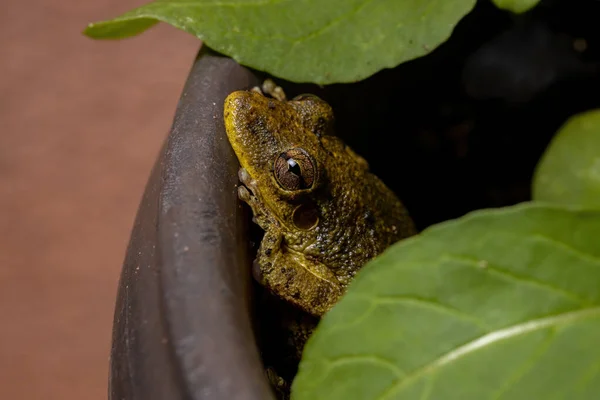 Fuscous Blotched Snouted Tree Frog Especie Scinax Fuscovarius —  Fotos de Stock