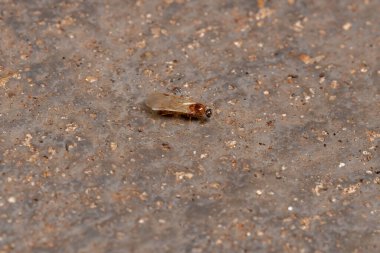 Myrmicinae Altfamilyasından Brezilya Myrmicine Karınca