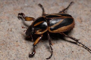 Cyclocephala cinsinin Yetişkin Maskeli Chafer 'ı