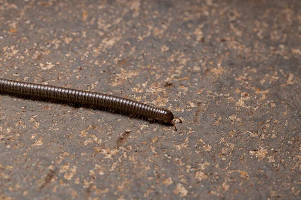 Parajulid Millipede Родини Parajulidae Вибірковим Фокусом — стокове фото