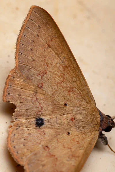 Brazilian Underwing Moth Species Azeta Ceramina — Stock Photo, Image