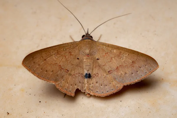 Brazilian Underwing Moth Species Azeta Ceramina — Fotografia de Stock