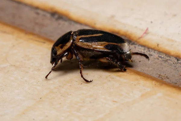 Maska Dla Dorosłych Chafer Rodzaju Cyclocephala — Zdjęcie stockowe