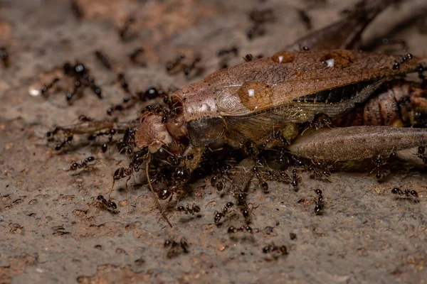 Formiga Cabeça Grande Africana Espécie Pheidole Megacephala Presa Verdadeiro Grilo — Fotografia de Stock