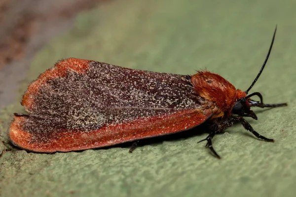 Moth Red Tiger Plemienia Arctiini — Zdjęcie stockowe