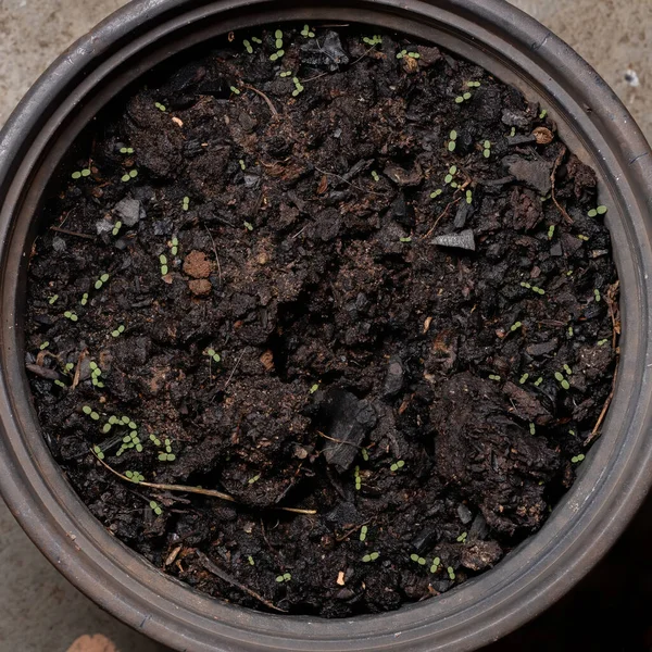 Planta Sandmat Prostrada Espécie Euphorbia Prostrata — Fotografia de Stock