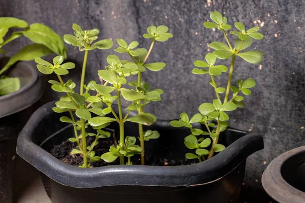 Peixes Comuns Espécie Portulaca Oleracea — Fotografia de Stock