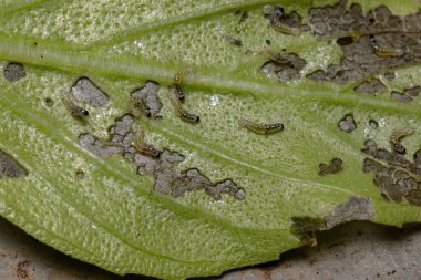 Türünün tatlı fesleğen bitkisinin yaprakları güve larvalarından etkilenen Ocimum bazilika