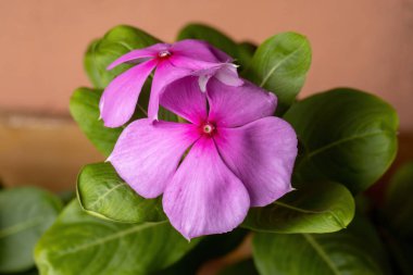 Madagascar Periwinkle Plant of the species Catharanthus roseus clipart