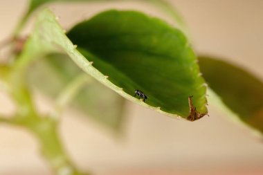 Meşgul Lizzie Yaprak Küçük bir Acalyptrate Sineği ile